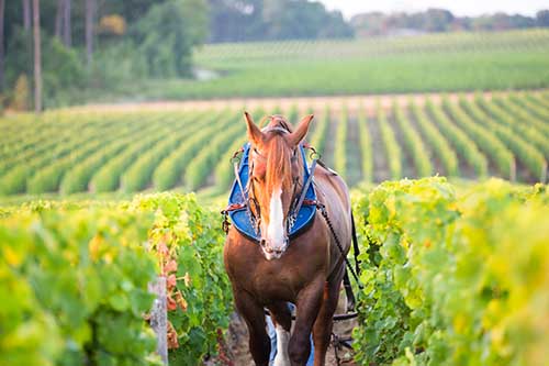 Chateau Latour Martillac_Pferd© Saison d’Or – Mathieu Anglada.